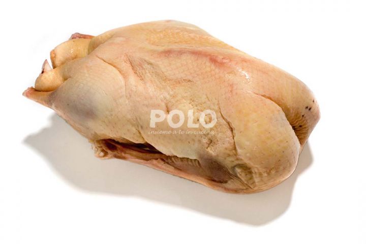 02014810.jpg4668.jpg