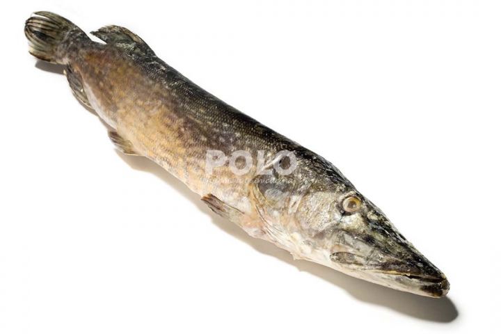 06103050.jpg6538.jpg